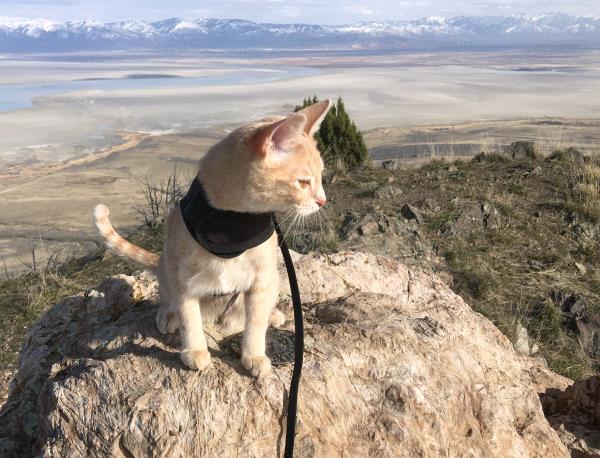 /Images/uploads/Humane Society of Utah/HSUCalendar/entries/1652thumb.jpg